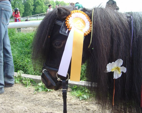 dressage horse Gismo 556 (Shetland pony (under 87 cm), 2003)