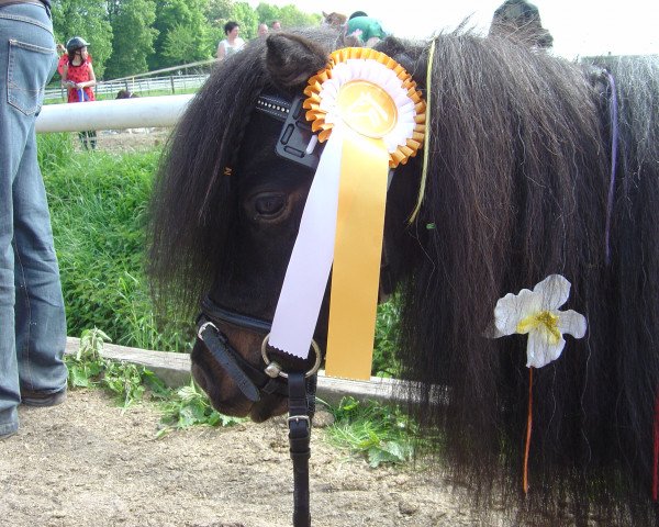 Dressurpferd Gismo 556 (Shetland Pony (unter 87 cm), 2003)