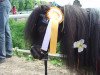 dressage horse Gismo 556 (Shetland pony (under 87 cm), 2003)