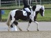 dressage horse Jay-Jay 11 (Tinker / Irish Cob / Gypsy Vanner, 2009, from ITS Benson)