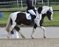 Dressurpferd Jay-Jay 11 (Tinker / Irish Cob / Gypsy Vanner, 2009, von ITS Benson)