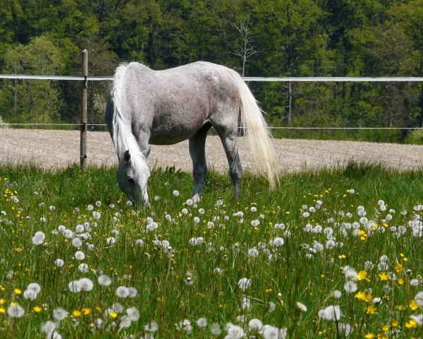 Pferd Dalicia ox (Vollblutaraber, 1992, von Arccus 1983 ox)