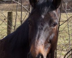 dressage horse Sonnenkönig F (Westphalian, 2008, from Tannenhof’s Solero TSF)