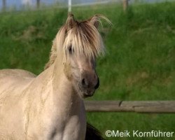 broodmare Ima (Fjord Horse, 2006, from Ismo)