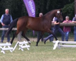 broodmare Little Diamond (Westphalian, 2010, from Lissaro)