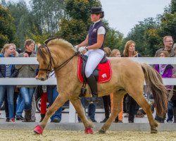 horse Immo (Fjord Horse, 2004, from Illiano)