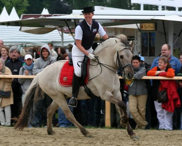 horse Ingvar (Fjord Horse, 1993, from Illiano)