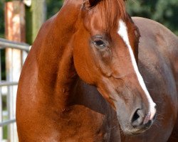 dressage horse Le Tino (Hanoverian, 2009, from Lauscher)