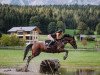 broodmare Chequila Z (Zangersheide riding horse, 2008, from Chequille)