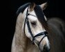 dressage horse Nanuk SD (Rhinelander, 2017, from Fs Numero Uno)