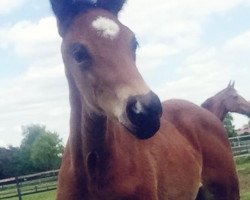 dressage horse Ein Glück (Hanoverian, 2019, from Escamillo)