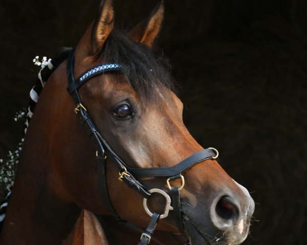 horse Al Khazzan ox (Arabian thoroughbred, 2013, from Al Kharim Al Azim EAO)