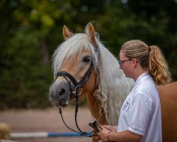 dressage horse Santana vom Eschachtal (2,34% ox) (Edelbluthaflinger, 2013, from Sandro (3,125% ox))