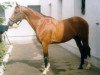 stallion Schol (Trakehner, 1987, from Hockey 41)