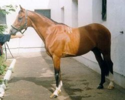 stallion Schol (Trakehner, 1987, from Hockey 41)