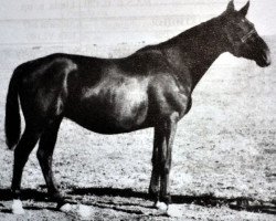 broodmare Mangrovi 91 (Trakehner, 1943, from Pythagoras)