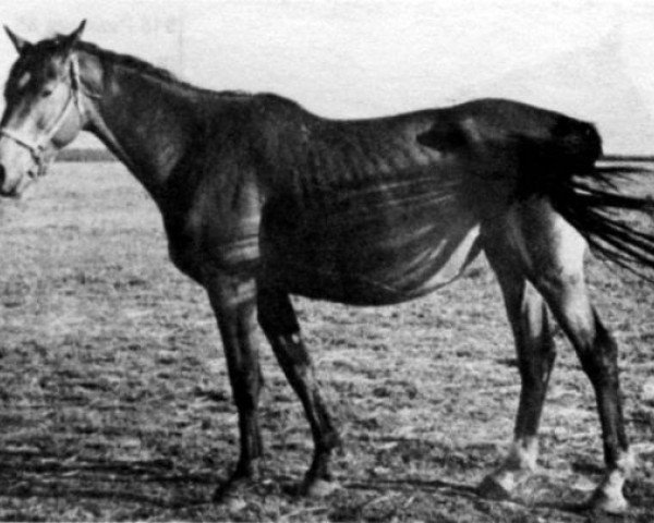 broodmare Oka (Russian Trakehner, 1973, from Almanach I)