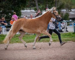 horse Nobelfee vom Eschachtal (Edelbluthaflinger, 2016, from Naceur (11,52% ox))