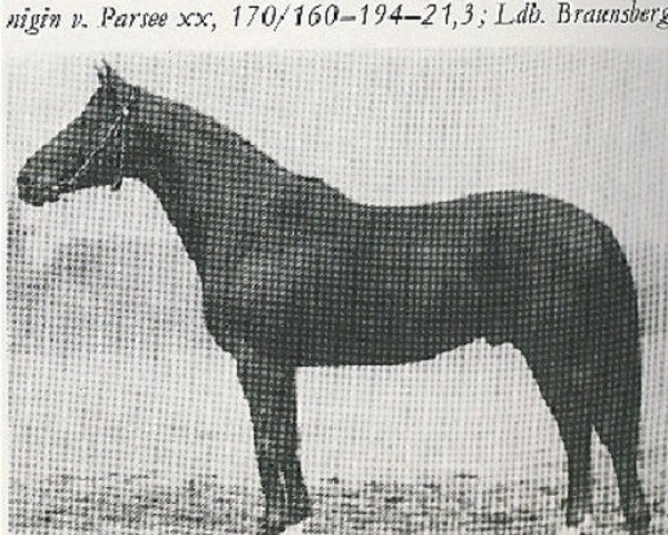 stallion Eispalast (Trakehner, 1925, from Tempelhüter)