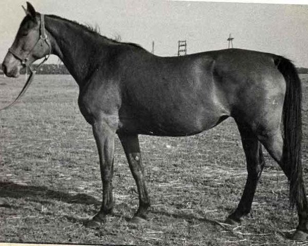 Zuchtstute Osina 18 (Russisch Trakehner, 1963, von Osadok 13)