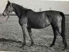 broodmare Osina 18 (Russian Trakehner, 1963, from Osadok 13)