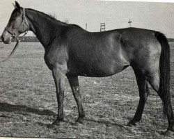 Zuchtstute Osina 18 (Russisch Trakehner, 1963, von Osadok 13)