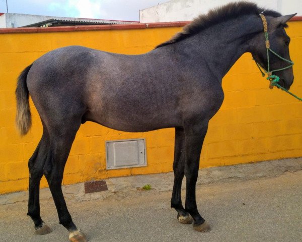 Pferd Principe JF (Pura Raza Espanola (PRE), 2018, von Agapito)