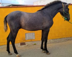 horse Principe JF (Pura Raza Espanola (PRE), 2018, from Agapito)