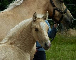 Dressurpferd Diva Royale DC (Deutsches Reitpony, 2019, von DSP Cosmo Royale)