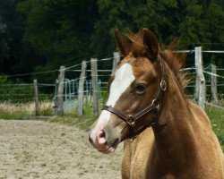 Dressurpferd Dreikäsehoch DC (Deutsches Reitpony, 2019, von Dreiklang AT)