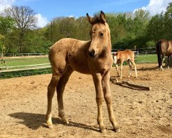 Pferd Sweet Cookie Cream DC (Deutsches Reitpony, 2019, von Centauro's Midas)