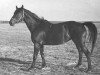 broodmare Sabota (Russian Trakehner, 1972, from Almanach I)