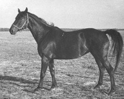 broodmare Sabota (Russian Trakehner, 1972, from Almanach I)