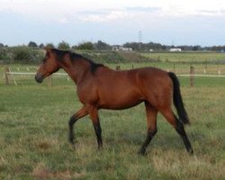 broodmare Annabell Sinclair MR (Rhinelander, 2011, from Aaron)