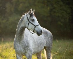 jumper Percy Jackson 10 (Hanoverian, 2013, from Perigueux)