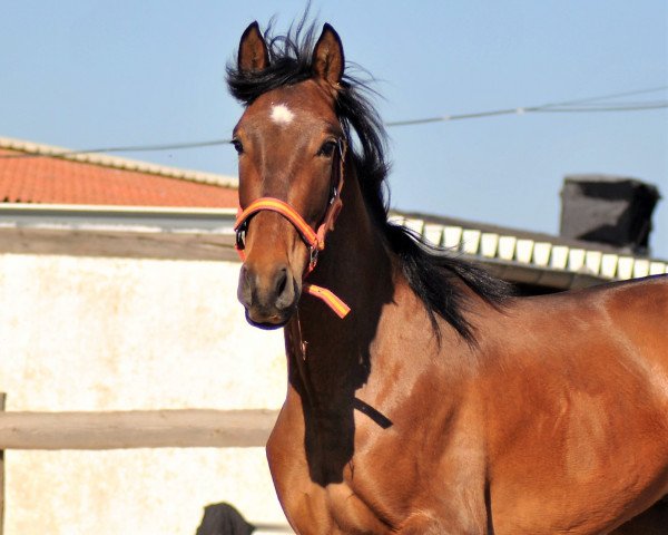Pferd Fandango (Cruzado-Espanol, 2017)