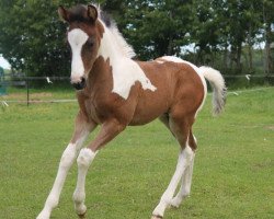 dressage horse Sansibar F (Lewitzer, 2019, from Shiraz)