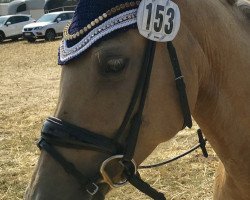 Dressurpferd Coco Chanel 218 (Deutsches Reitpony, 2011, von Calvin Klein 23)