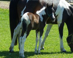 broodmare Orelie F (Lewitzer, 2019, from Oskar-H)