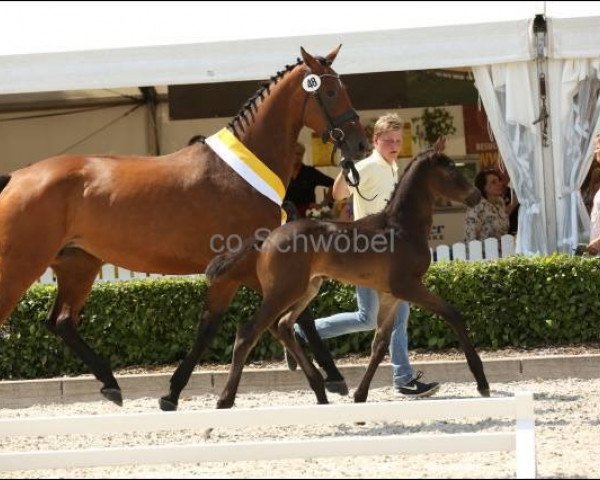 broodmare Fidenza (Hanoverian, 2011, from Ampère)