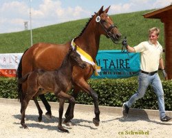 dressage horse Fürst Ampere (Hanoverian, 2016, from Fürstenball)