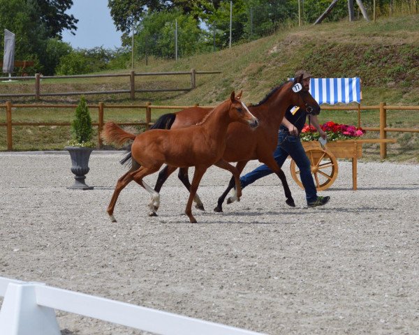 dressage horse Nachttraum (German Riding Pony, 2019, from Nancho's Golden Star)