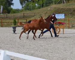 Pferd Nachttraum (Deutsches Reitpony, 2019, von Nancho's Golden Star)