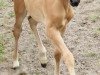 dressage horse Glückskeks S (German Riding Pony, 2019, from Golden Grey NRW)