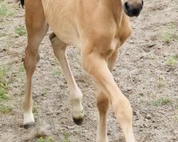 dressage horse Glückskeks S (German Riding Pony, 2019, from Golden Grey NRW)