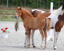 broodmare Ofira F (Lewitzer, 2019, from Oskar-H)