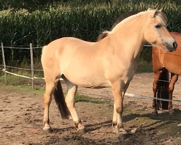 Pferd Olli (Fjordpferd, 2009, von Oostern)