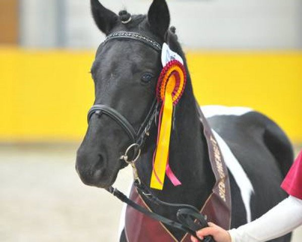 stallion Oskar-H (Lewitzer, 2012, from Ohaio)