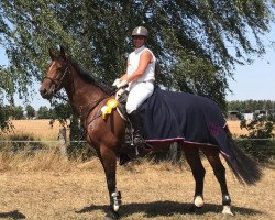 jumper Olivia Z (Oldenburg show jumper, 2010, from Olympic Fire 5)