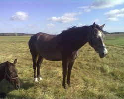 broodmare Cathy (Mecklenburg, 2008, from Casaretto)